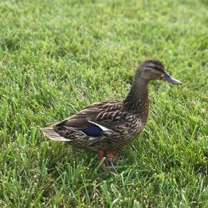 Meet your Posher, Corey